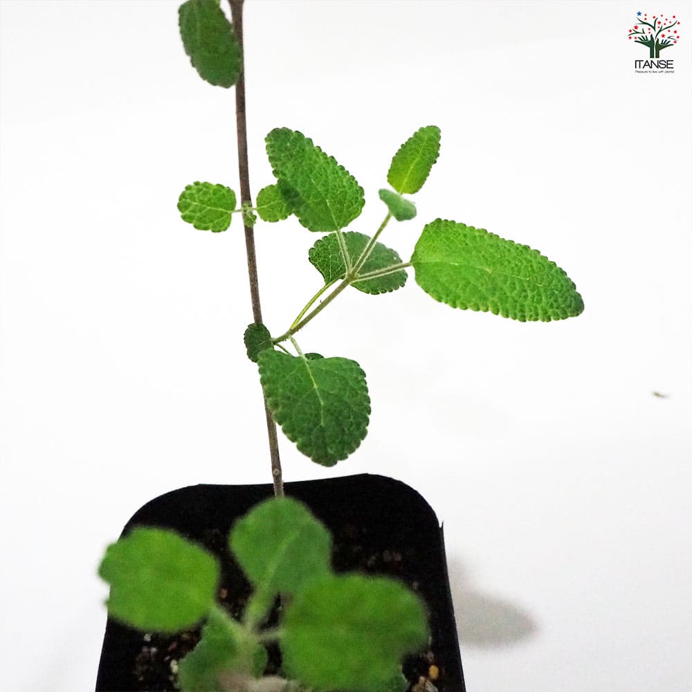 セージ グレープセンテッド 【ハーブの苗 9cmポット】