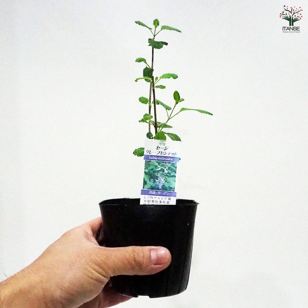 セージ グレープセンテッド 【ハーブの苗 9cmポット】