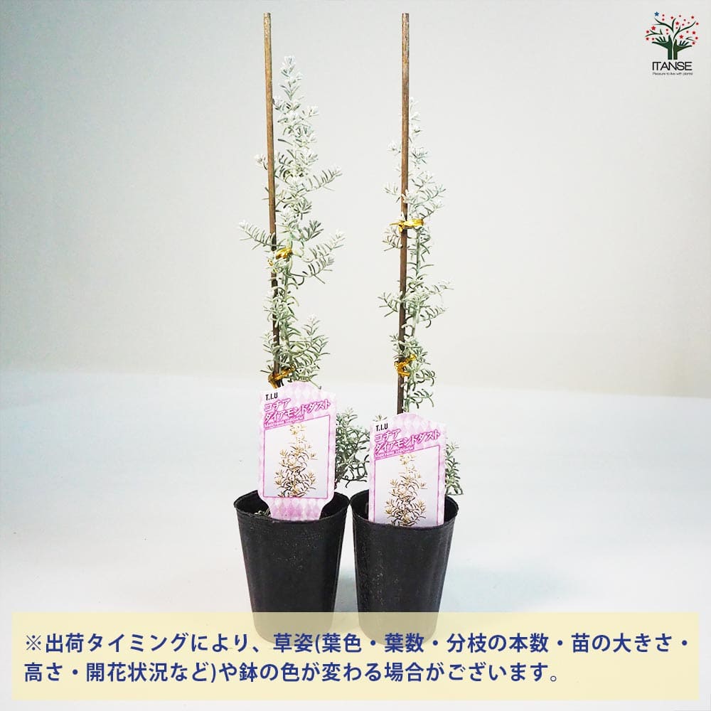 コチア ダイヤモンドダスト 【花木苗 2.5号ポット】｜ 【植物のITANSE】全品送料無料・即出荷!