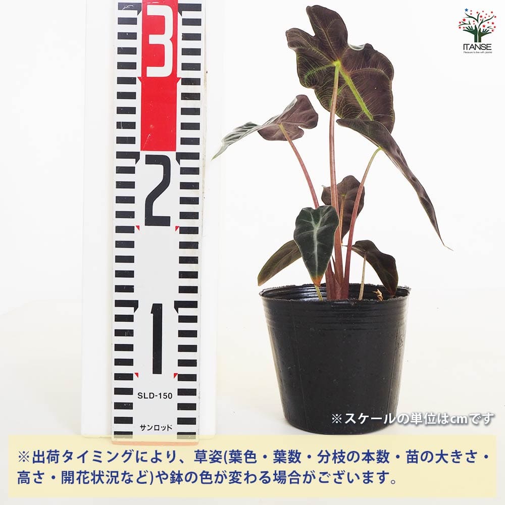 観葉植物 アロカシア アマゾニカ ポリー 【観葉植物 4号】