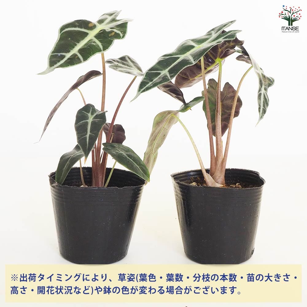 観葉植物 アロカシア アマゾニカ ポリー 【観葉植物 4号】｜ 【植物の