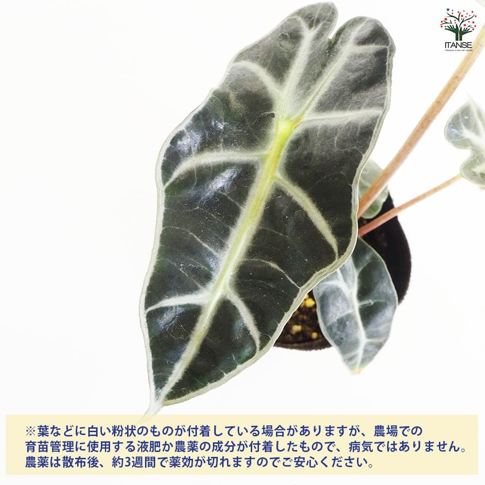 観葉植物 アロカシア アマゾニカ ポリー 【観葉植物 4号】