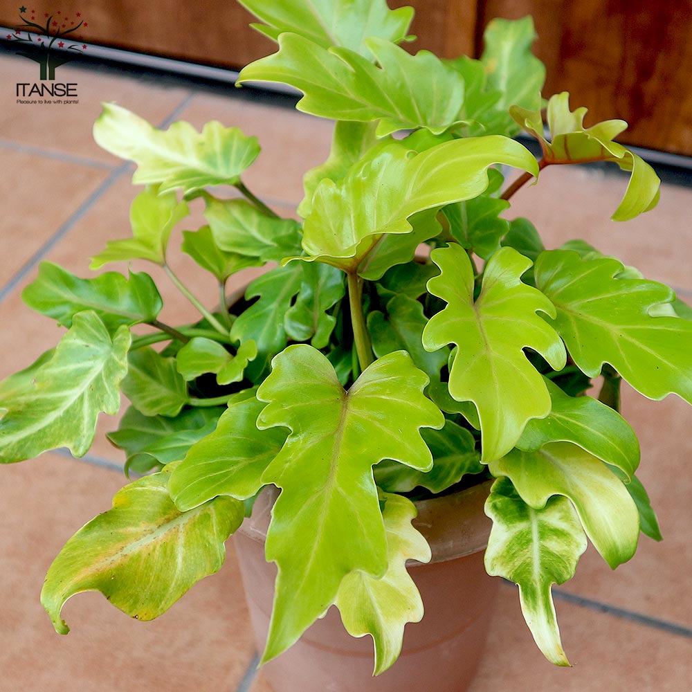 Itanse良品ｾﾚｸﾄ通販