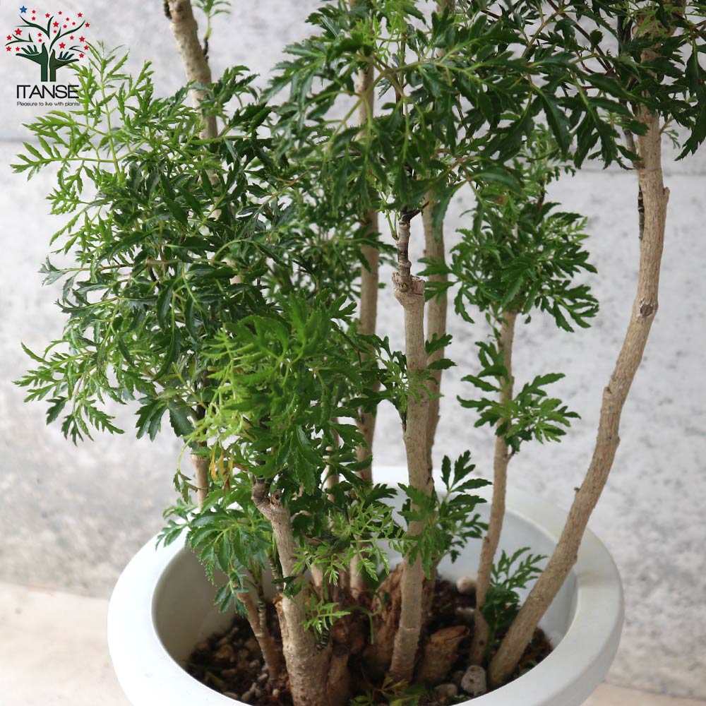 タイワンモミジ。常緑樹 。観葉植物 。鉢ごと無料で発送致します。 タイワンモミジ。観葉植物 鉢ごと無料で発送致します。 - メルカリ