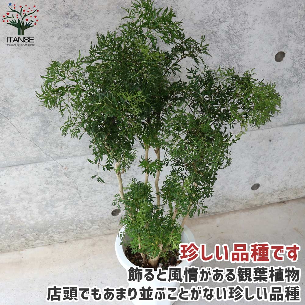タイワンモミジ リビングやオフィス向きサイズ【観葉植物 6号鉢