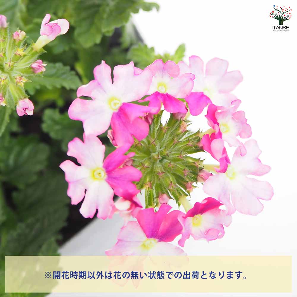 はなはな 宿根バーベナ ラナイ アップルグリーン 【花苗 3.5号】｜ 【植物の