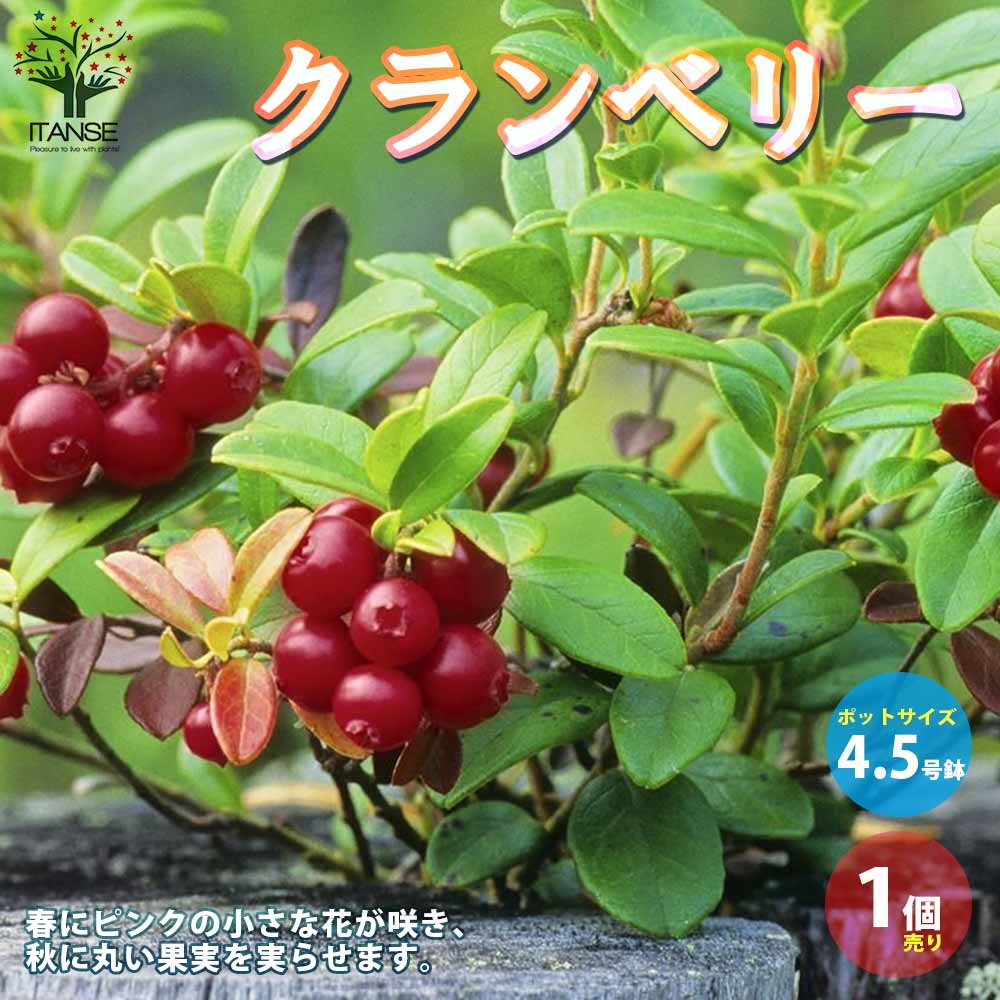 Itanse良品ｾﾚｸﾄ通販