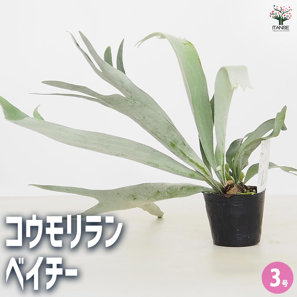 LucyT様　コウモリラン　ベイチー　3点 コウモリラン ベイチー 【観葉植物 3号】｜ 【植物の
