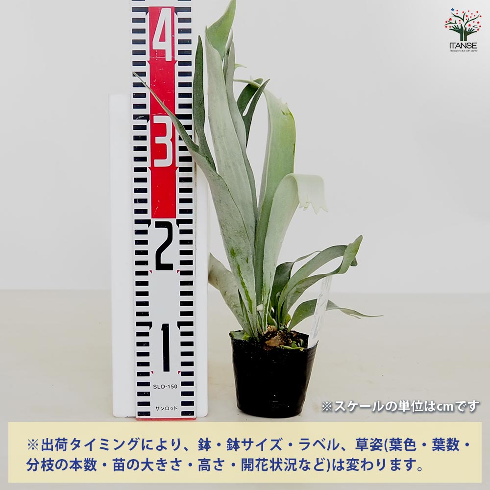 コウモリラン ベイチー 【観葉植物 3号】