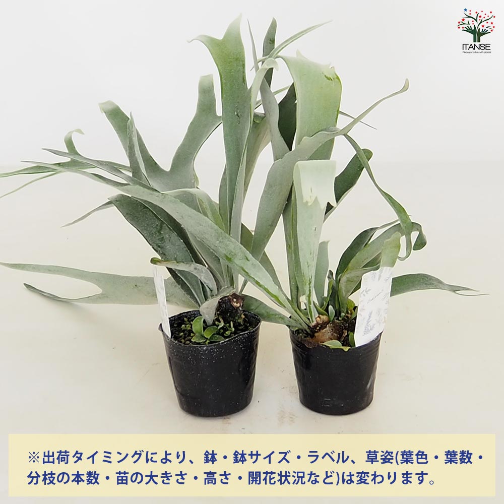 コウモリラン ベイチー 【観葉植物 3号】