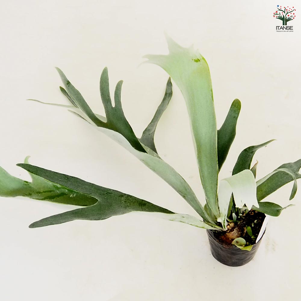 コウモリラン ベイチー 【観葉植物 3号】