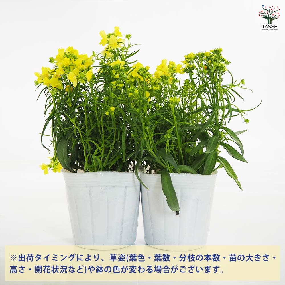 リナリア フィリア イエロー 【花苗 3.5号】｜ 【植物のITANSE