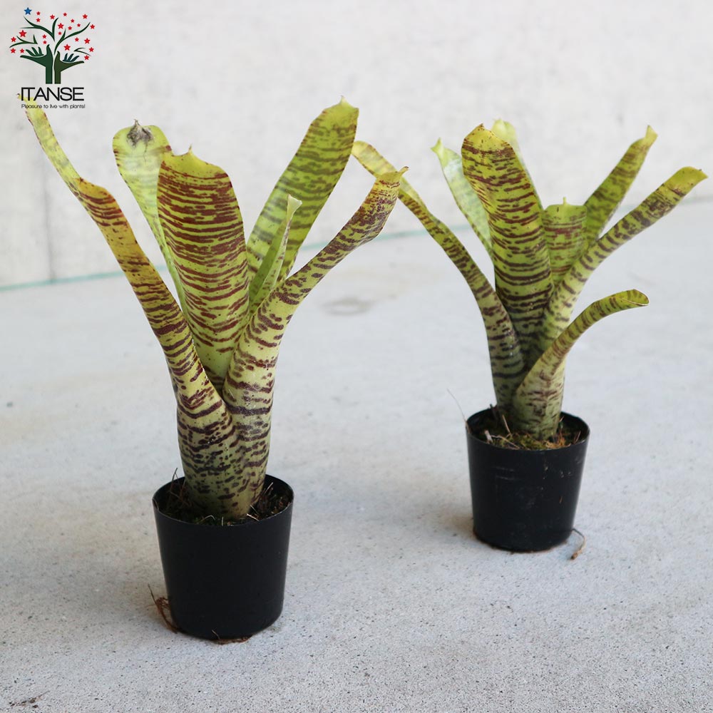 ネオレゲリア・イエローゼブラ 【観葉植物 2号ポット 熱帯植物／1個