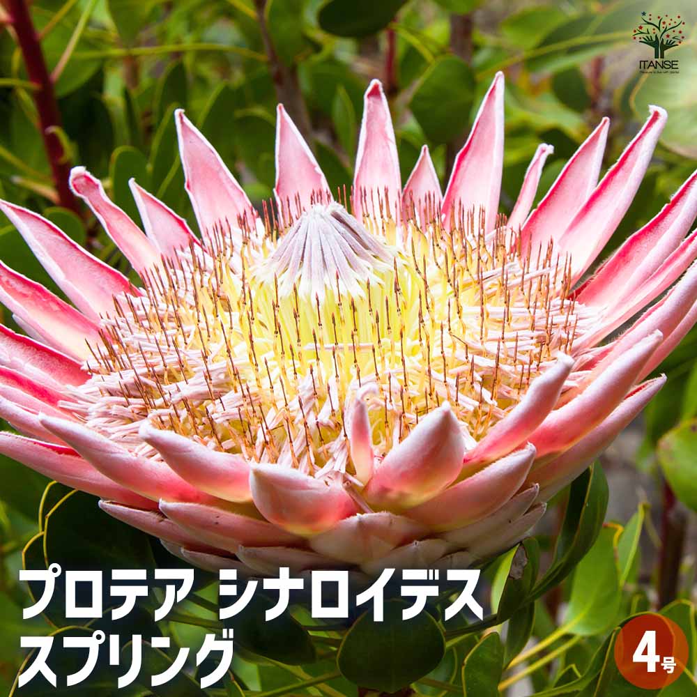 プロテア シナロイデス スプリング 【花木苗 4号／1個売り