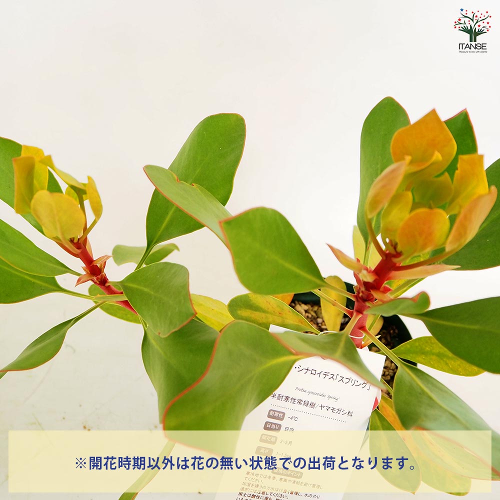 プロテア シナロイデス スプリング 【花木苗 4号／1個売り】｜ 【植物