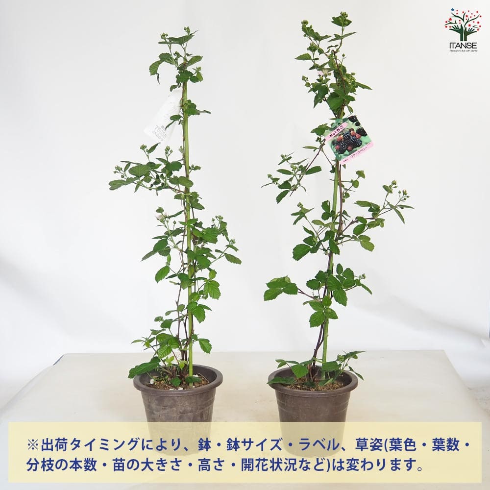 ブラックベリーの苗木 【果樹の苗木 6号／1個売り】｜ 【植物の