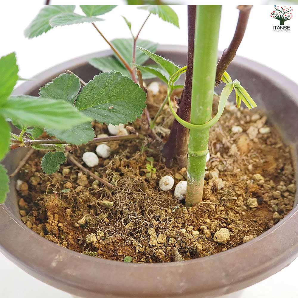 ブラックベリーの苗木 【果樹の苗木 6号／1個売り】｜ 【植物の