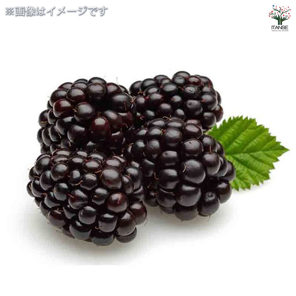 ブラックベリーの苗木 【果樹の苗木 6号／1個売り】｜ 【植物の