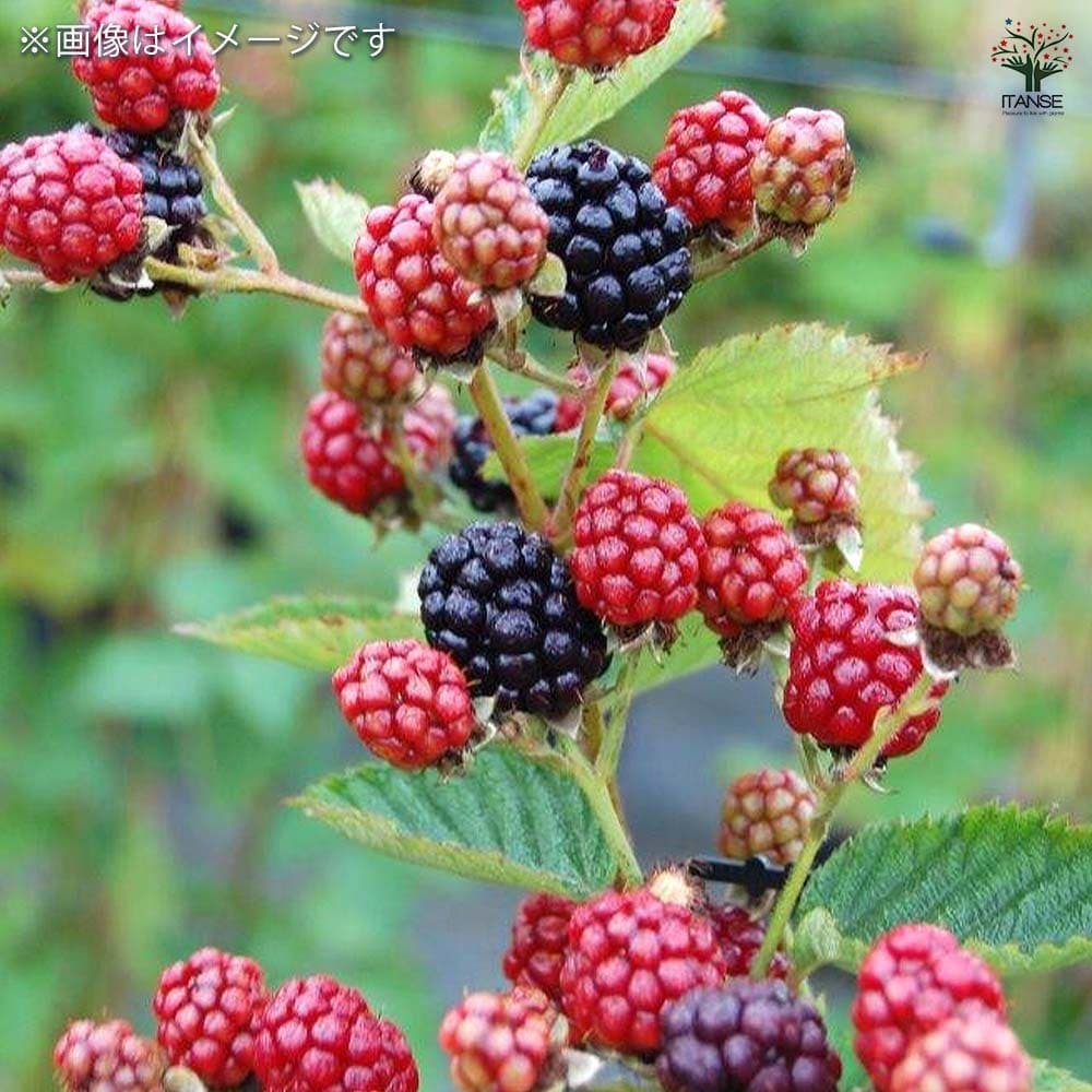 ブラックベリーの苗木 【果樹の苗木 6号／1個売り】｜ 【植物の