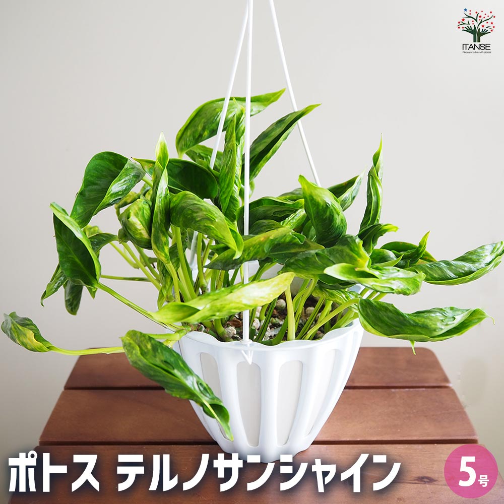 ポトス テルノサンシャイン 吊鉢【観葉植物 5号／1個売り】｜ 【植物の