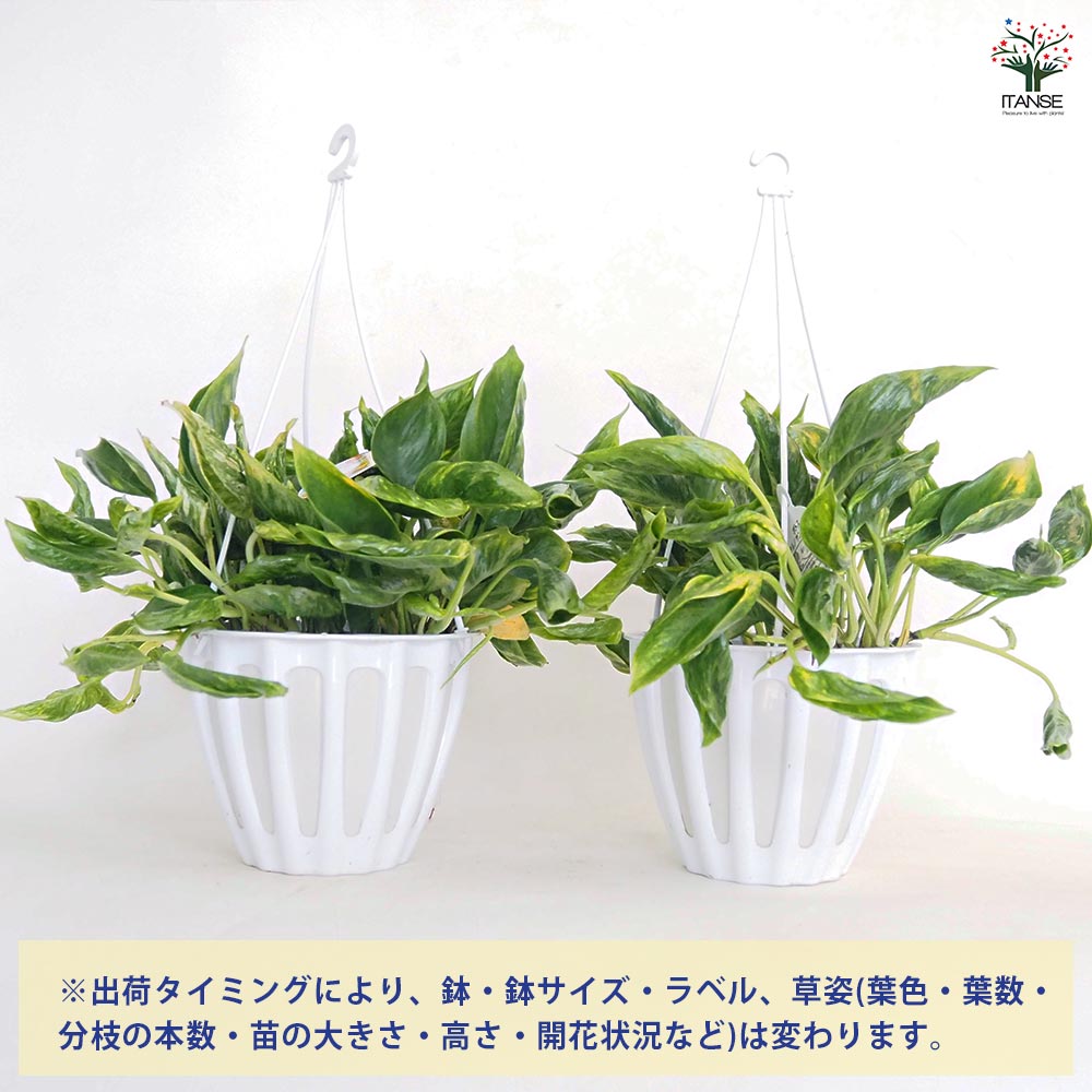 ポトス テルノサンシャイン 吊鉢【観葉植物 5号／1個売り】｜ 【植物の