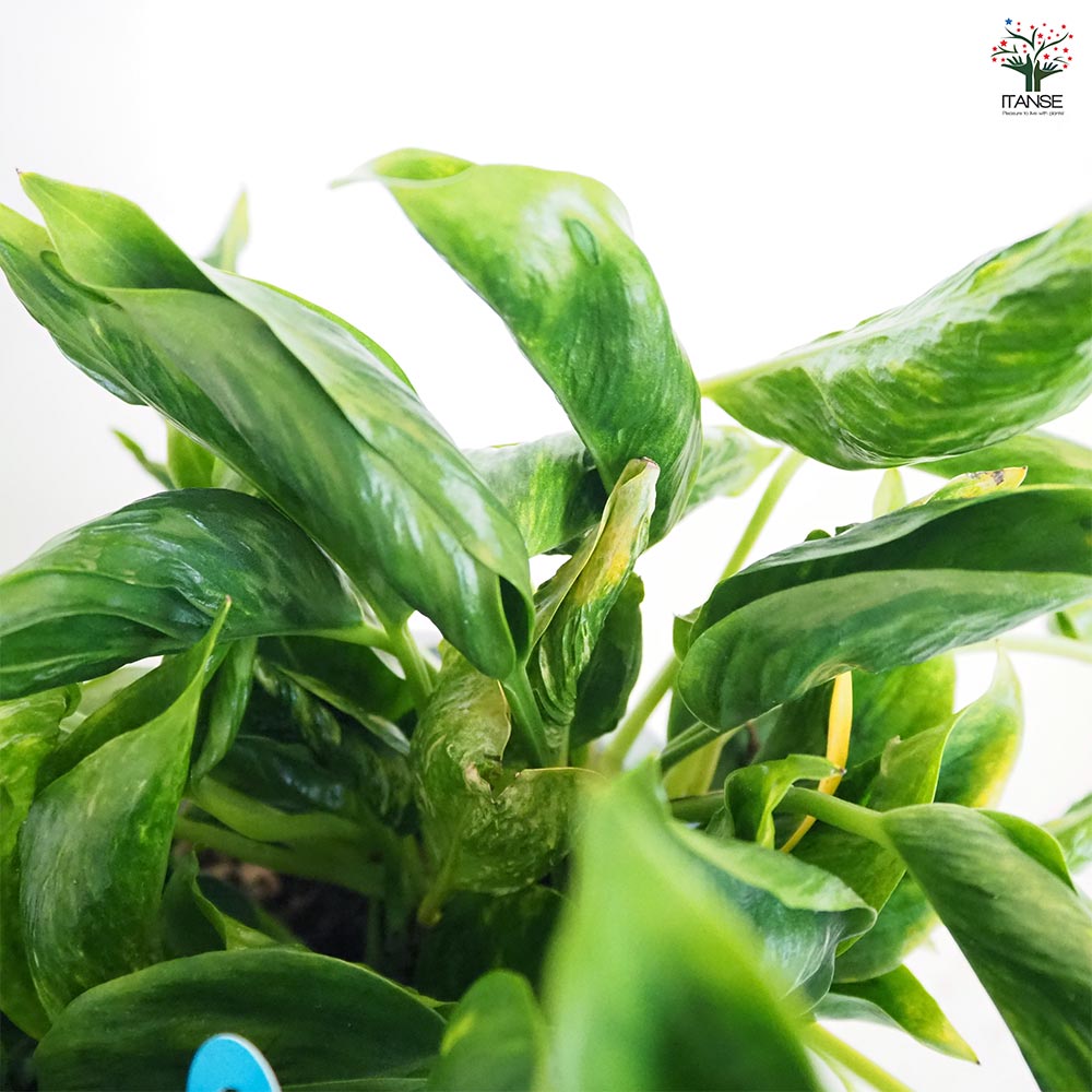 ポトス　テルノプレシャス 観葉植物 ポトス テルノ No.012 バンピー 5号鉢 吊り鉢 吊り下げ