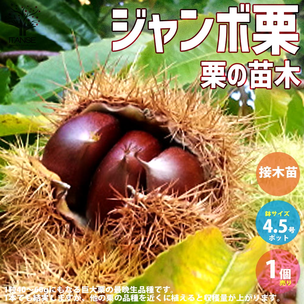 栗の苗木 ジャンボ栗【果樹の苗木 4.5号 接木苗／1個売り】｜ 【植物の
