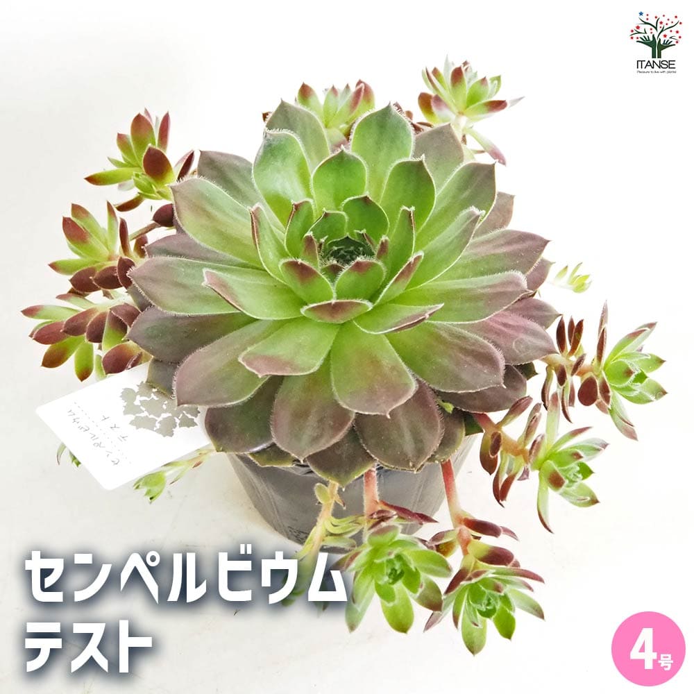 多肉 センペル センペルビウム テスト 【多肉植物 4号／1個売り】｜ 【植物の