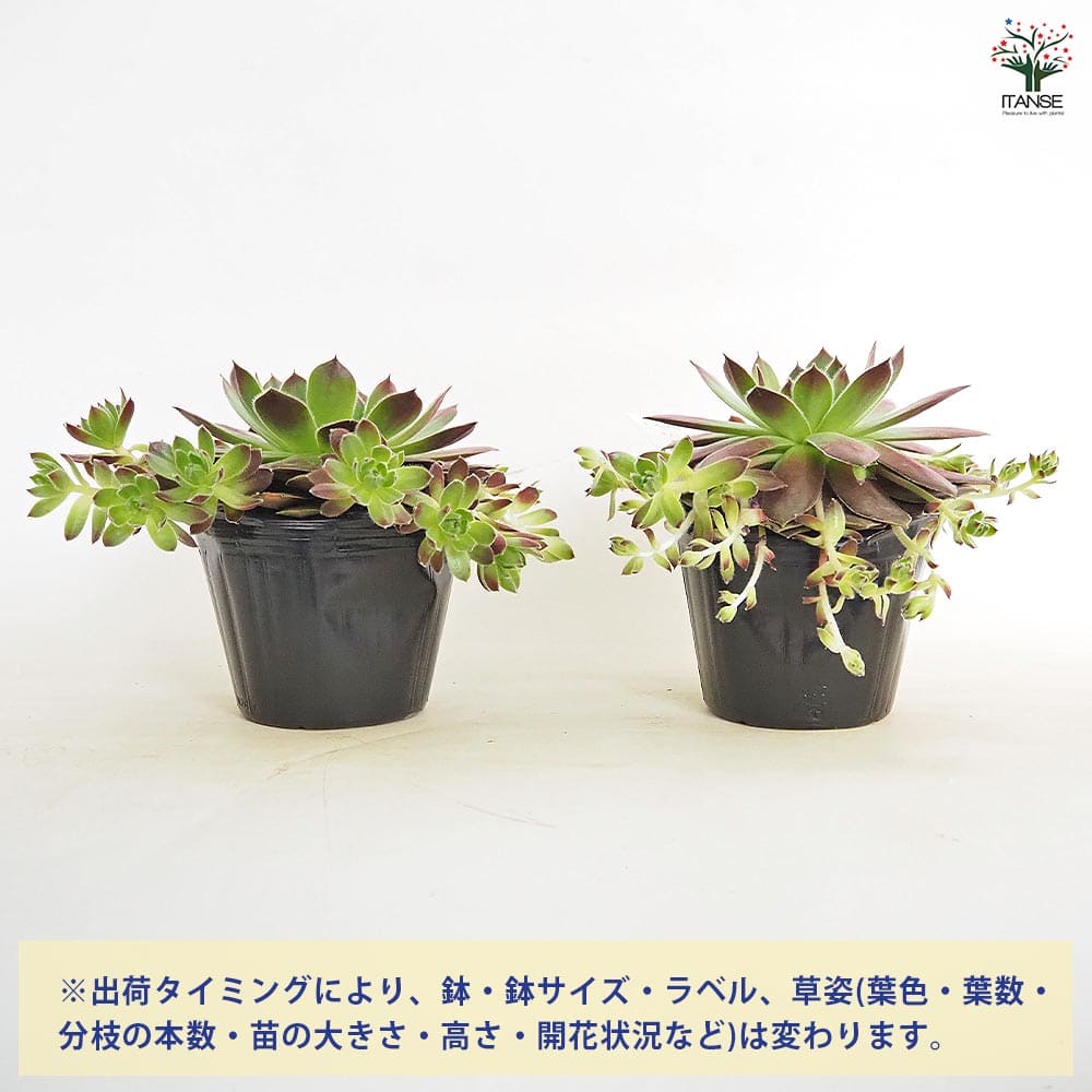 センペルビウム テスト 【多肉植物 4号／1個売り】｜ 【植物の