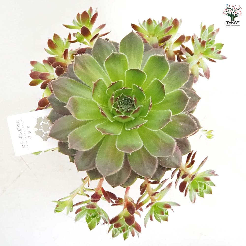 多肉植物 センペルビウム テスト 【多肉植物 4号／1個売り】｜ 【植物の