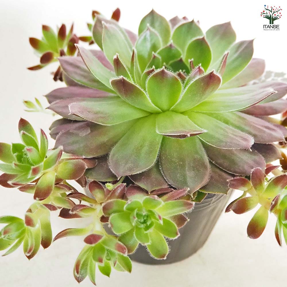 センペルビウム テスト 【多肉植物 4号／1個売り】｜ 【植物の