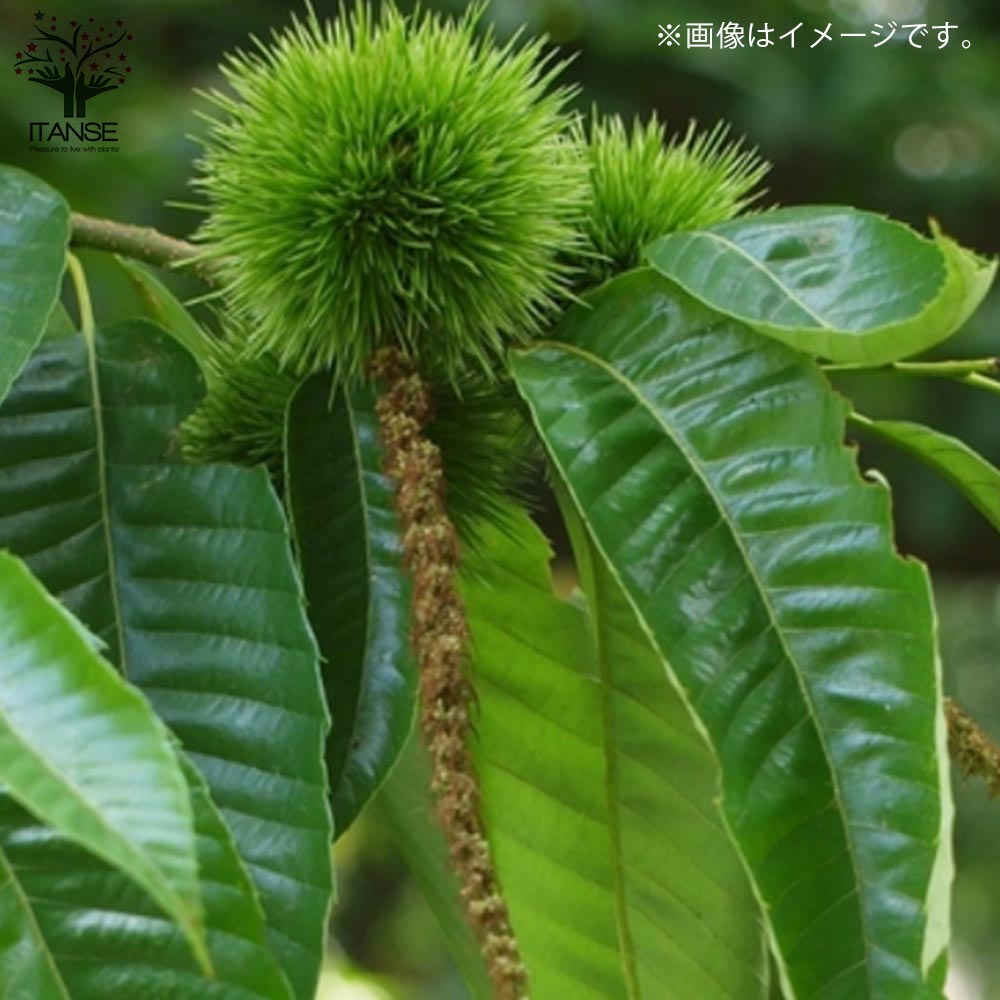 栗の苗木 ジャンボ栗【果樹の苗木 4.5号 接木苗／1個売り】｜ 【植物の
