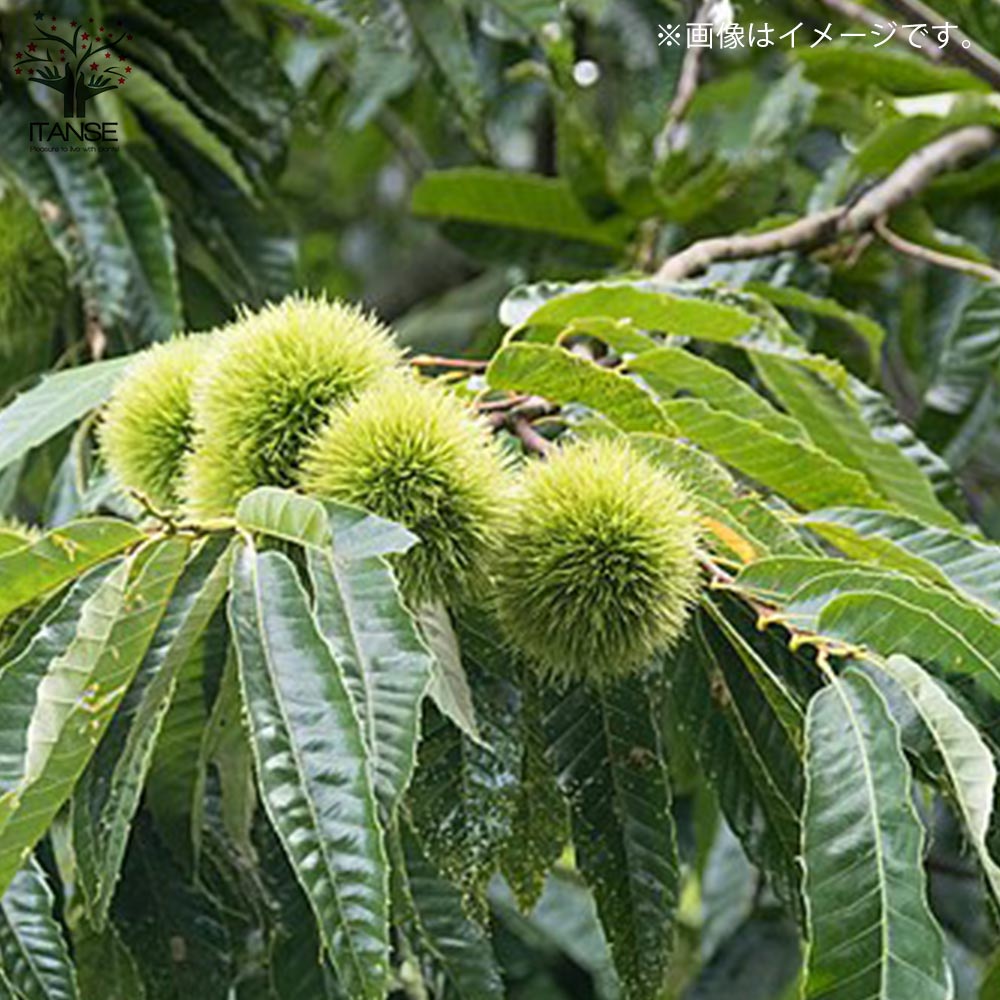 栗の苗木 ジャンボ栗【果樹の苗木 4.5号 接木苗／1個売り】｜ 【植物の