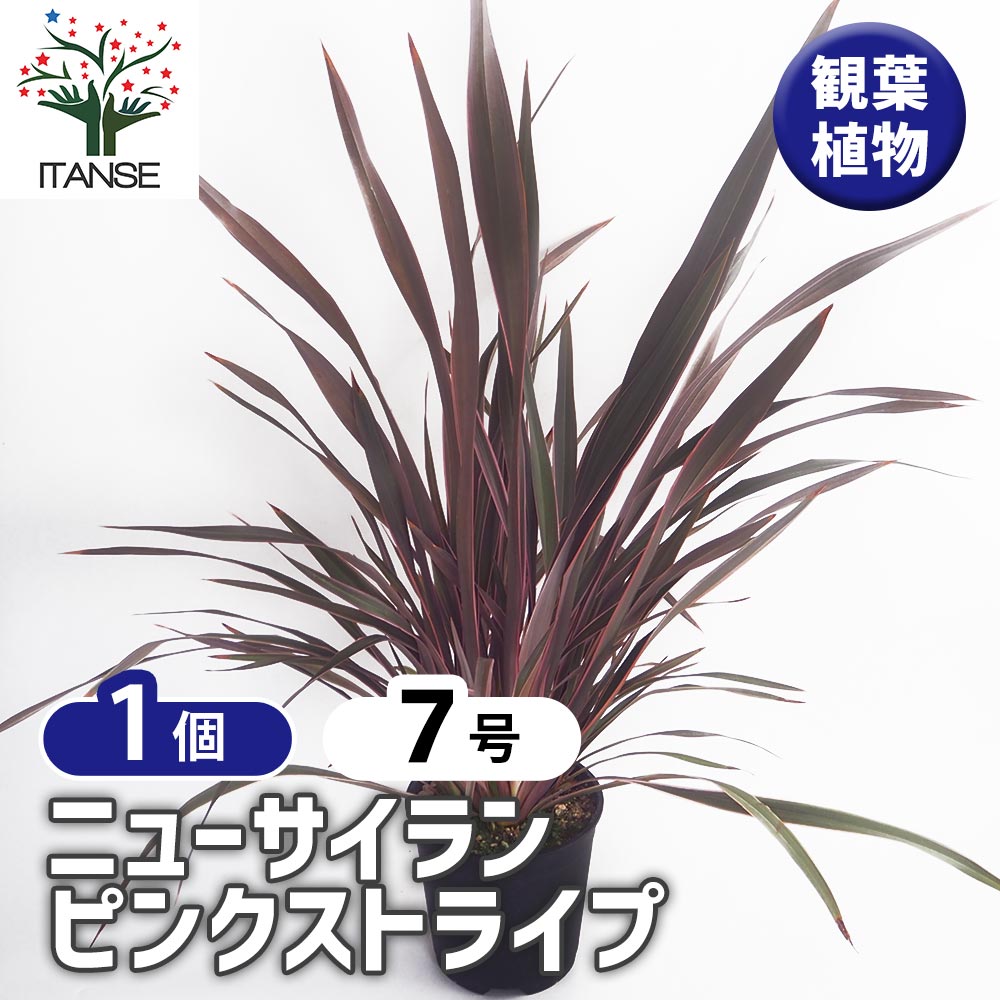 ニューサイラン(入才蘭) ピンクストライプ 【観葉植物 7号／1個