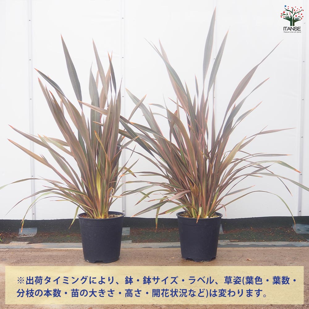 現物「ニューサイラン・ピンクストライプ」７号　Phormium ニューサイラン・ピンクストライプ 7号 - 植物と暮らす m-plant