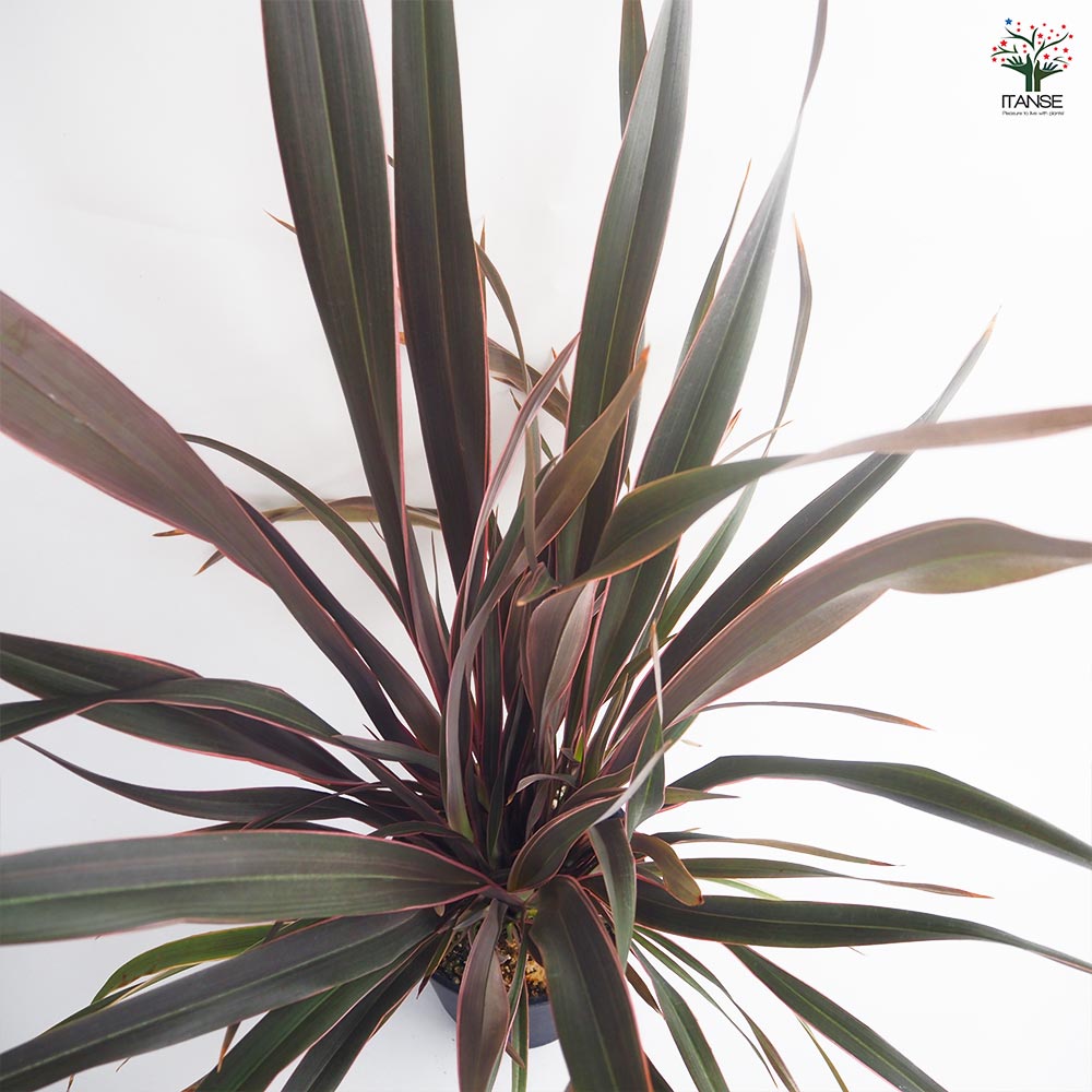 ニューサイラン(入才蘭) ピンクストライプ 【観葉植物 7号／1個売り】