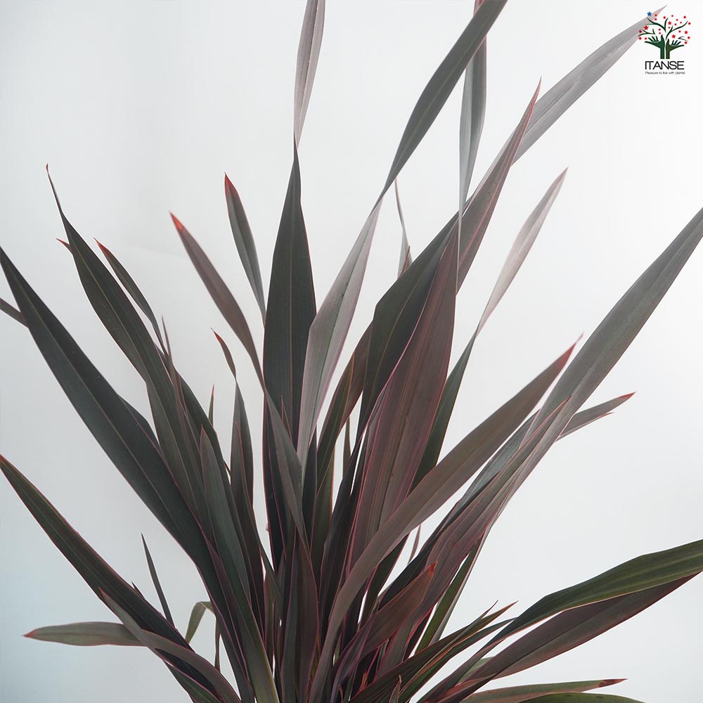 現物「ニューサイラン・ピンクストライプ」７号　Phormium ニューサイラン・ピンクストライプ 7号 - 植物と暮らす m-plant