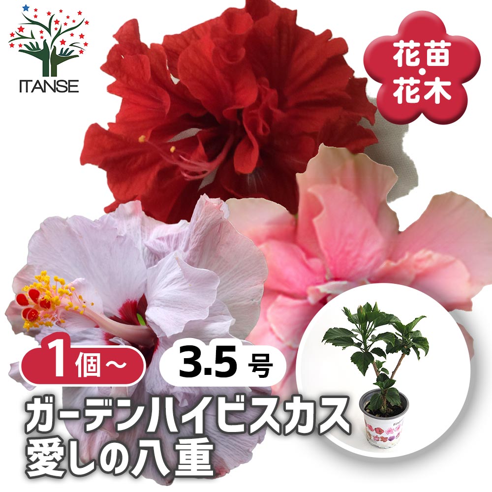 ガーデンハイビスカス 愛しの八重 【花木苗 3.5号】｜ 【植物の