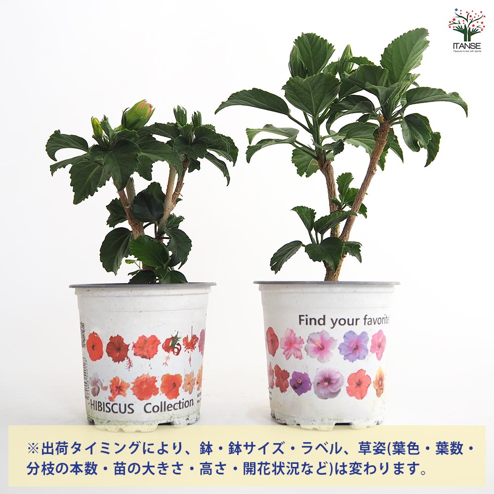 ガーデンハイビスカス 愛しの八重 【花木苗 3.5号】｜ 【植物の