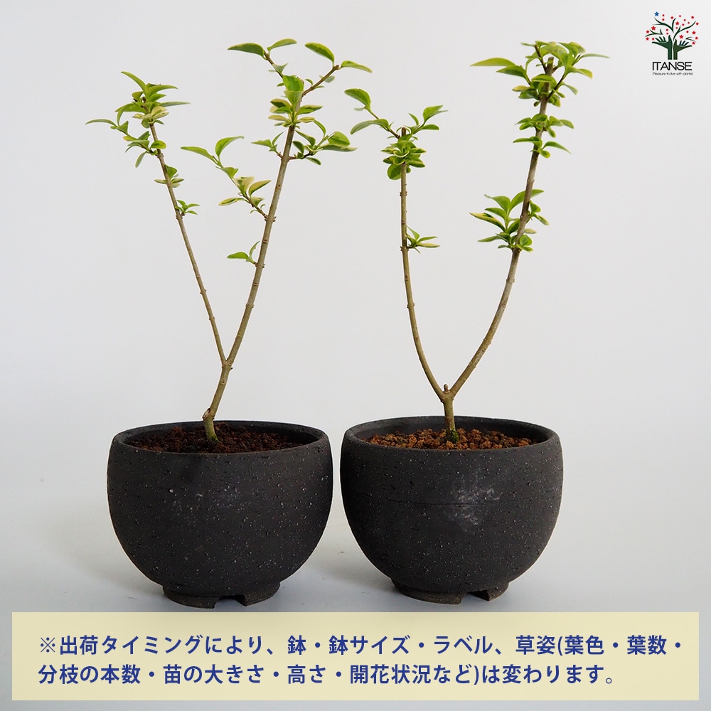 斑入イボタ お椀鉢 【盆栽 4号／1個売り】｜ 【植物のITANSE
