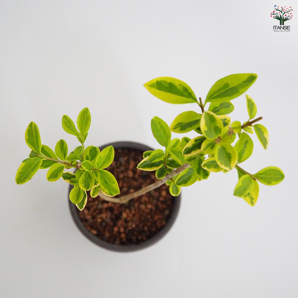 斑入イボタ お椀鉢 【盆栽 4号／1個売り】｜ 【植物のITANSE