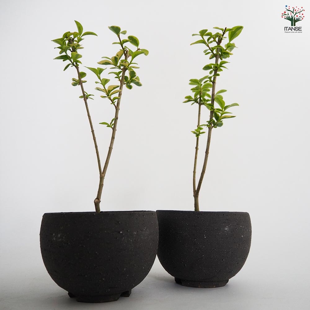 斑入イボタ お椀鉢 【盆栽 4号／1個売り】｜ 【植物のITANSE