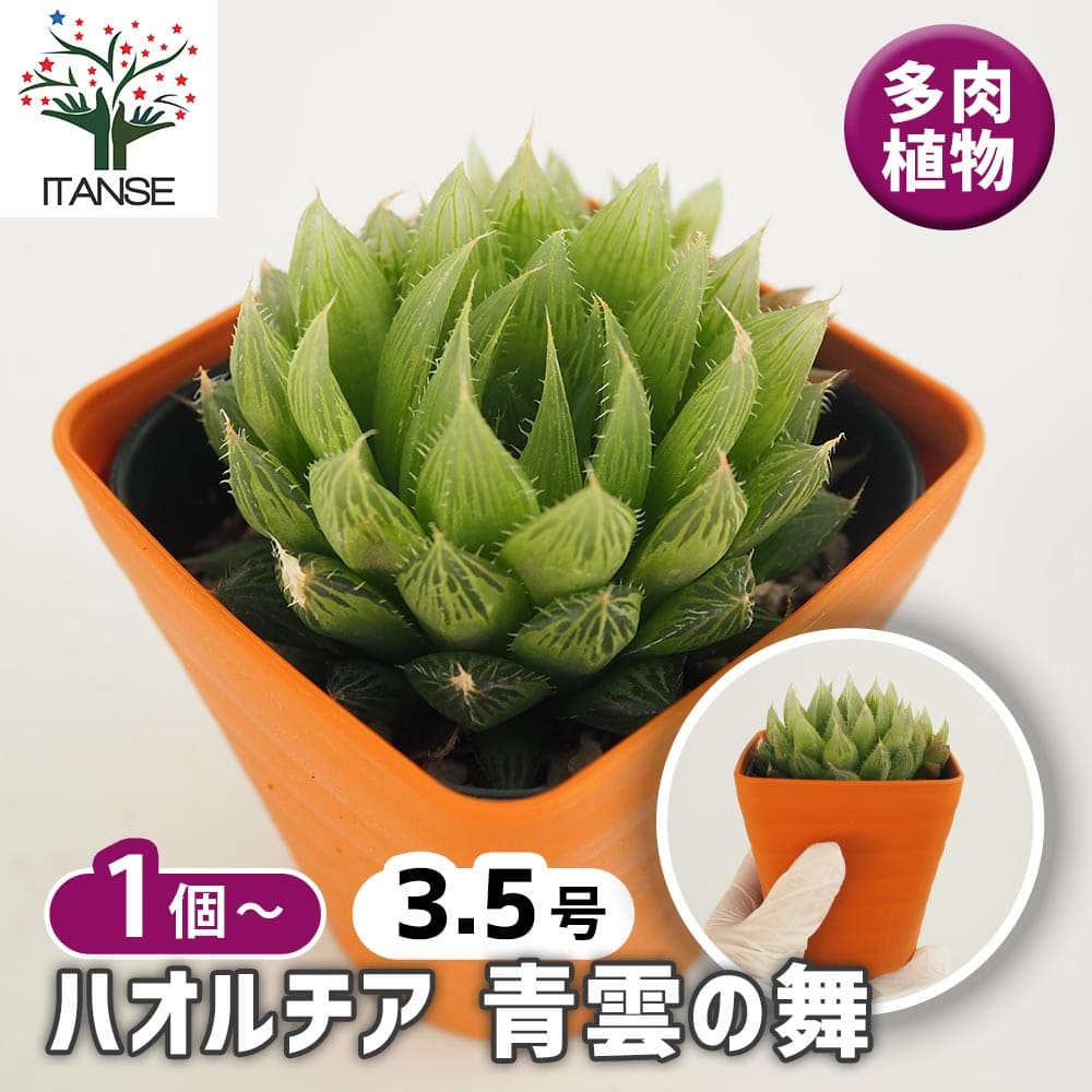 ハオルチア 青雲の舞 【多肉植物 3.5号】｜ 【植物のITANSE