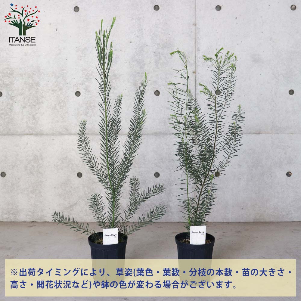 アカシア　スノーウイーリバーワトル　大苗　花芽つき　1品のみ アカシア・スノーウィーリバーワトル【庭木 5号鉢苗／1個売り