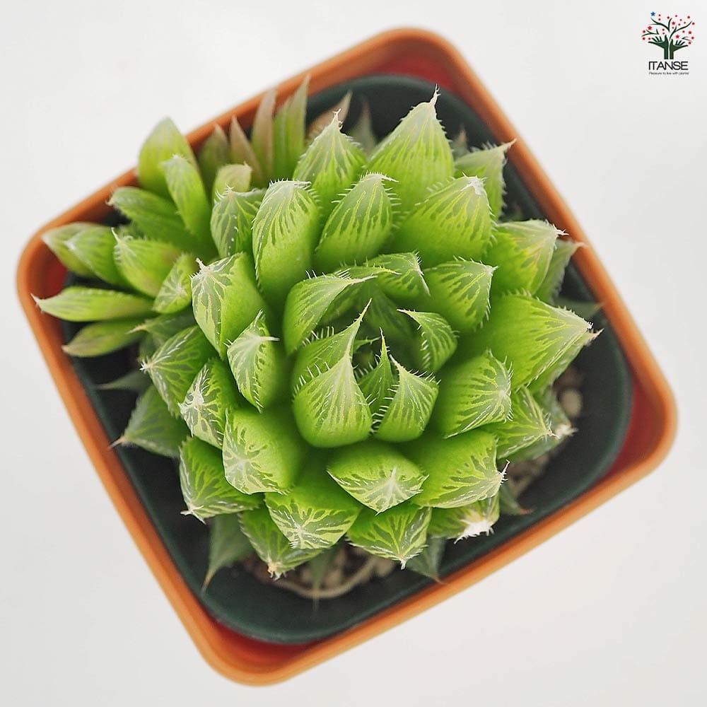 多肉植物 ハオルチア 翠雲 × プラ鉢 | 最終的にサボテン オンライン