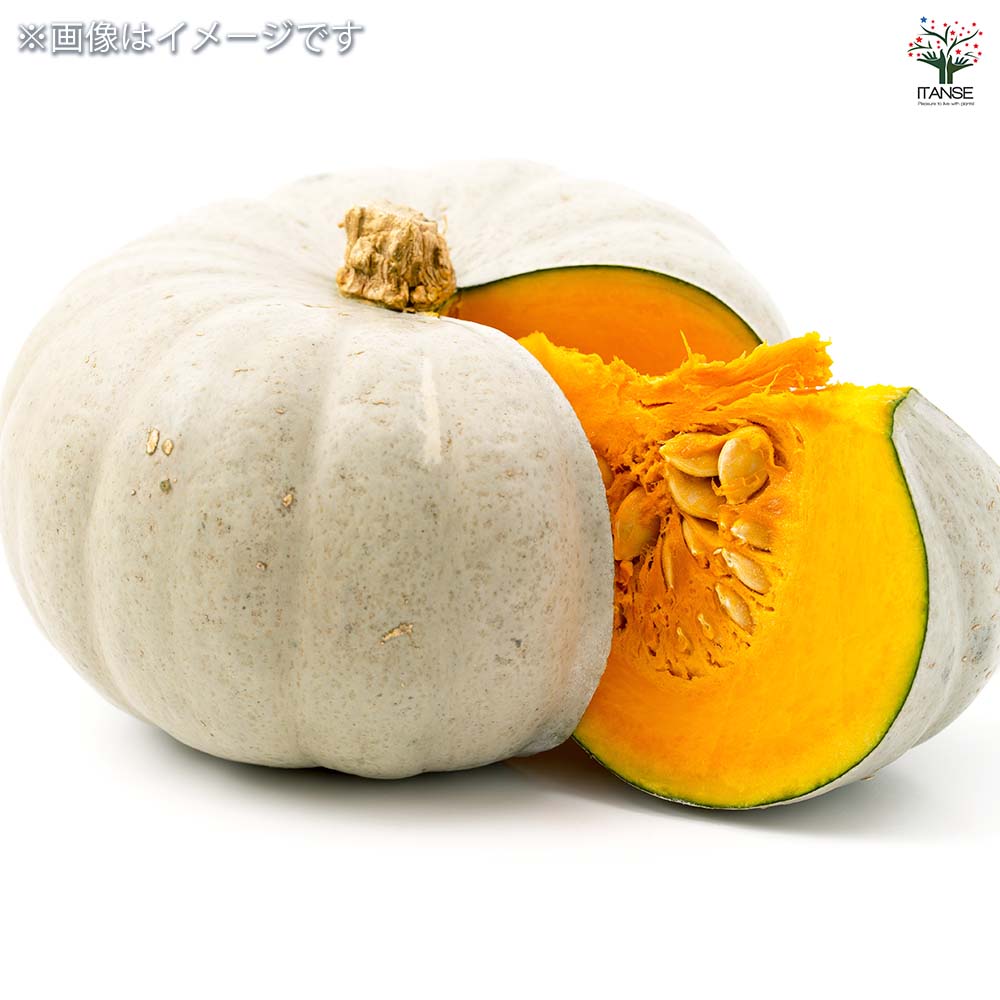 種子 味が自慢の白皮カボチャ 雪化粧  【 約8粒／1袋売り】