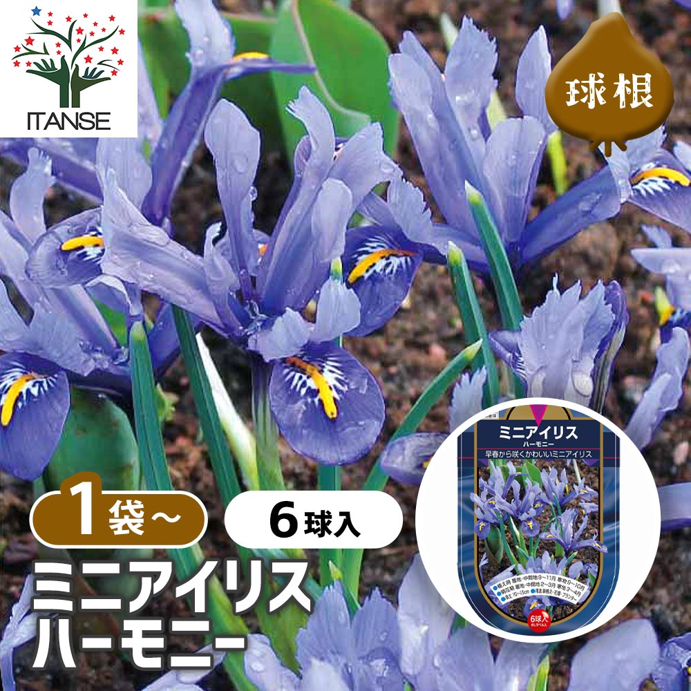 ミニアイリス ハーモニー