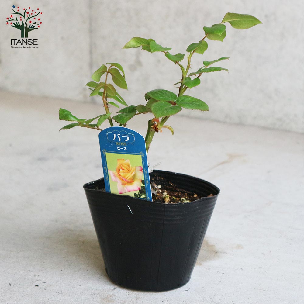 薔薇の苗 ピース (四季咲きハイブリッドティーローズ)【花苗新苗4号