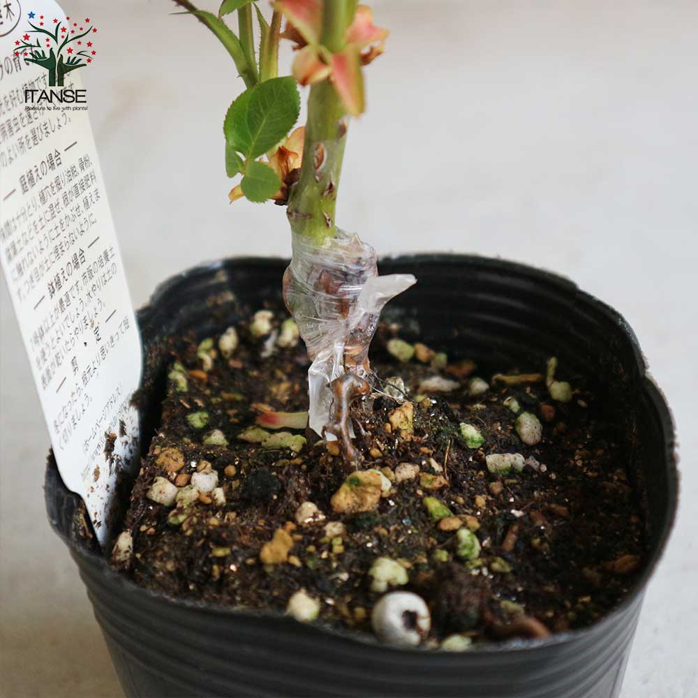 薔薇の苗 ピース (四季咲きハイブリッドティーローズ)【花苗新苗4号