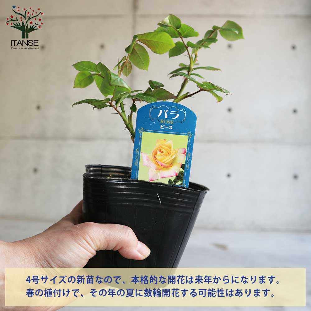 薔薇の苗 ピース (四季咲きハイブリッドティーローズ)【花苗新苗4号